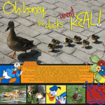The-Ducks-web.gif